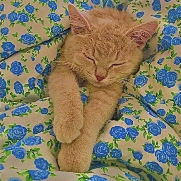 Meet your Posher, Paige - Picture 1 of 1